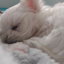 Companion Cross, Mal-Shi, Maltese, Maltipoo, Morkie, and Shih Tzu Puppies from Seeking Shalom Acres Maltese, Maltipoos & Havamalts