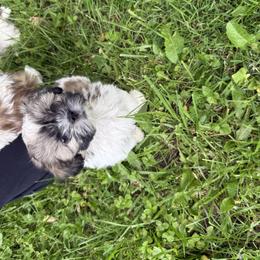 Shih Tzu Puppies from Little Healthy Purebred Pups