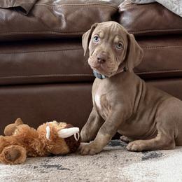 Buck - Red male Catahoula Leopard Dog puppy in Forbes, Minnesota from North Country Catahoulas