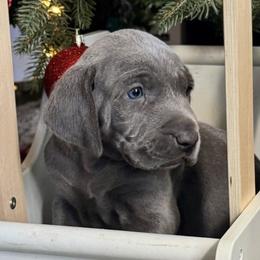 Weimaraners from Southern Magnolia Weimaraners