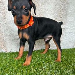 Miniature Pinscher Puppies from DeLeeuw Family Miniature Pinschers