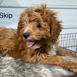 Skip - Red Cavapoo puppy in Lebanon, Missouri from Cobbs Creek Canines
