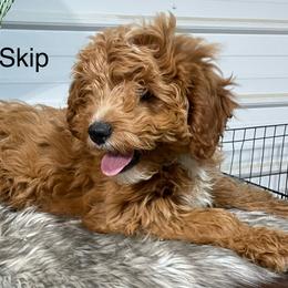 Skip - Red Cavapoo puppy in Lebanon, Missouri from Cobbs Creek Canines