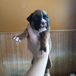 Hailey - Fawn female Boxer puppy in Cannon Falls, Minnesota from Pattys Boxers and Bulldogs