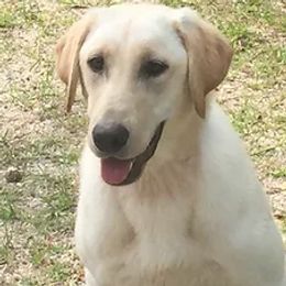 Labrador Retrievers from Colaparchee Kennels
