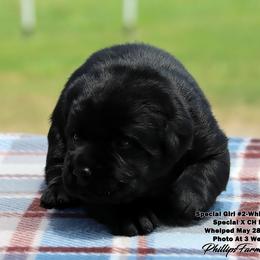 Special Girl 2 White Collar - Black female Labrador Retriever puppy in Point, Texas from Lakylu Kennels
