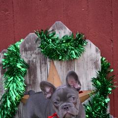 French Bulldog Puppies from Antietam Creek French Bulldogs