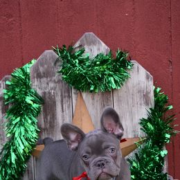 French Bulldog Puppies from Antietam Creek French Bulldogs