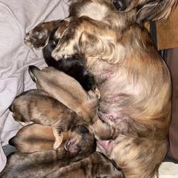 Dachshund Puppies from M.H.P Dachshunds