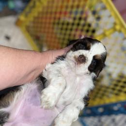 Lady - Brown and white female Cocker Spaniel puppy in San Jose, California from Kathleen's Cocker Spaniels