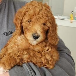 Pinky - Apricot female Poodle puppy in South Willard, Utah from Burge Family Poodles