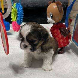 Benny - Tricolor male Shih Tzu puppy in Kingsley, Michigan from Joseph's Shih Tzus