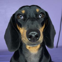 Dachshunds from LasDivasDachshunds
