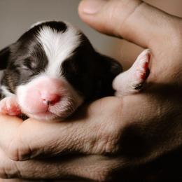 Anne - Black and tan female Pembroke Welsh Corgi puppy in South Otselic, New York from Ridge Top Corgis