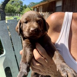 Labrador Retriever Puppies from The Sugar & Spice Ranch Labrador Retrievers