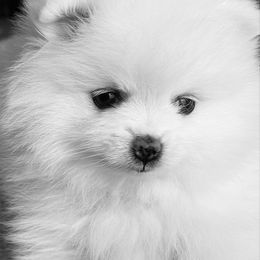 Alyssa - White female Pomeranian puppy in Pavilion, New York from Calverton Pomeranians