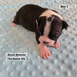 Puppy 1 - Black brindle and white female Boston Terrier puppy in Clarkston, Washington from Royal Bostons