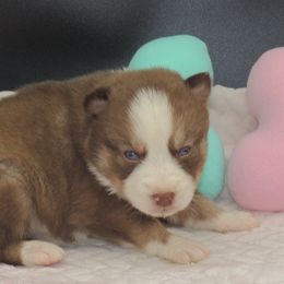 Pomsky and Siberian Husky Puppies from Beastly Beauties Huskies & Pomskies