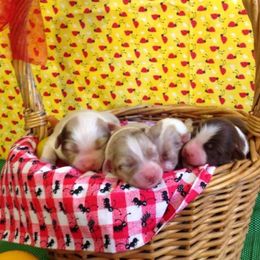 Australian Shepherd Puppies from Triple MMM Kennel