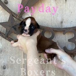 Payday - Fawn female Boxer puppy in Madisonville, Texas from Sergeant's Boxers