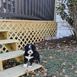 Bernedoodle Puppies from Doting Doodles