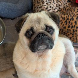 Sugar - Pug