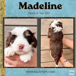 Madeline (Tan girl) - Tri-color female Bernedoodle puppy in Boiling Springs, South Carolina from OlliePups, LLC
