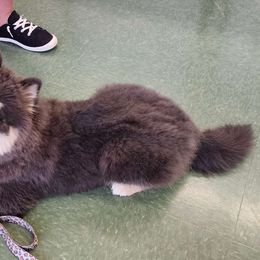 Riju - Pomsky