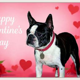 Pepsi - Boston Terrier