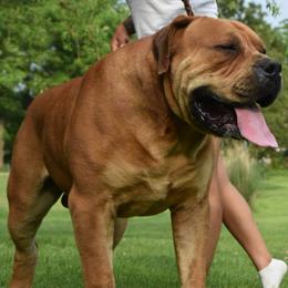 COLDRIVER MR. WEDNESDAY - Boerboel