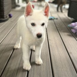 Mateo - White male Siberian Husky puppy in Doswell, Virginia from Shinko Siberians