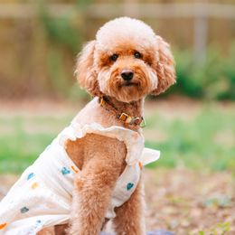 Waffle - Goldendoodle