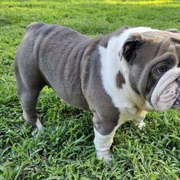 Belle - Bulldog