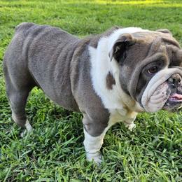Belle - Bulldog