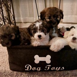 Havanese, Havapoo, and Poodle Puppies from Parlor Pups