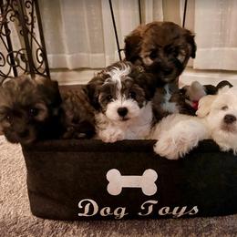 Havanese, Havapoo, and Poodle Puppies from Parlor Pups