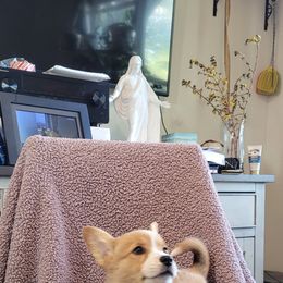 Pembroke Welsh Corgi Puppies from Seegrist Family Puppies