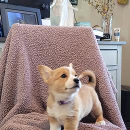 Pembroke Welsh Corgi Puppies from Seegrist Family Puppies