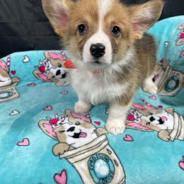Sneezy - Red male Pembroke Welsh Corgi puppy in Barstow, California from Caldwell’s Corgis of Southern California
