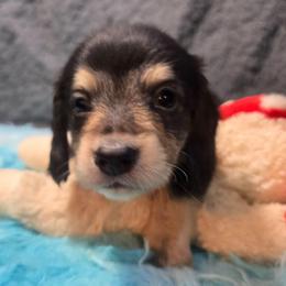 Alec-Boy 1 - Black and cream male Dachshund puppy in Bigfork, Minnesota from Long Ears and Long Dogs Ranch