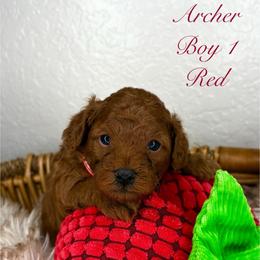 Archer (Red) - Red  male Poodle puppy in Miami, Florida from Katy's Toy Poodles & Doodles