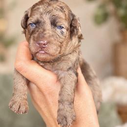 Charles - Merle male Goldendoodle puppy in Millville, California from Hope Lane Kennels
