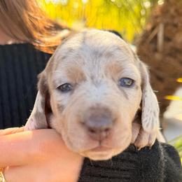 Fiona the cream dapple - Dapple female Dachshund puppy in El Cajon, California from Lisa Buxton