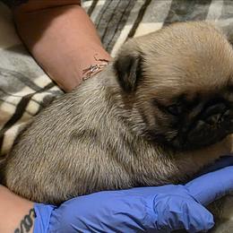 Comet-Brown Collar - Fawn male Pug puppy in New Braunfels, Texas from Kex Pug Haus