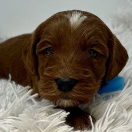 Blue Male - Apricot male Goldendoodle puppy in Great Falls, Montana from Montana Goldendoodles