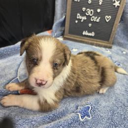 Cricket - Red merle female Border Collie puppy in Gary, Indiana from Lake Ridge Border Collies