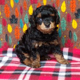 Lakota - Phantom male Poodle puppy in Hurricane Mills, Tennessee from Scenic Hills Kennels