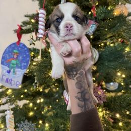 Girl 1 - Sable and white female American Corgi puppy in Castle Rock, Washington from R and b corgis and farm
