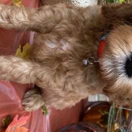 Boy 5 - Goldendoodle puppy in Kingwood, Texas from Prime Doodles