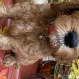 Boy 5 - Goldendoodle puppy in Kingwood, Texas from Prime Doodles